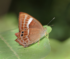 Abisara bifasciata suffusa