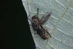 Diptera
