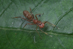 Myrmarachne clavigera