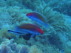 Cirrhilabrus chaliasi