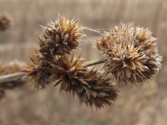 Lespedeza tomentosa