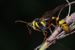 Delta campaniforme