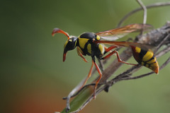 Delta campaniforme