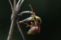 Delta campaniforme