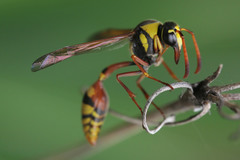 Delta campaniforme
