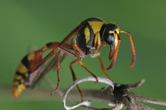 Delta campaniforme