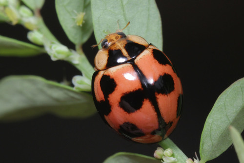 Variable Ladybird Beetle photo 4