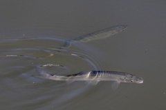 Pseudaspius hakonensis