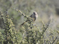 Pseudoseisura gutturalis
