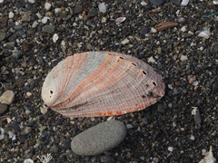 Haliotis diversicolor