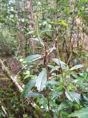 Orites diversifolius