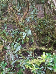 Orites diversifolius