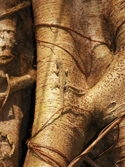 Hemidactylus platyurus