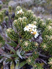 Olearia ledifolia