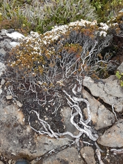 Epacris serpyllifolia
