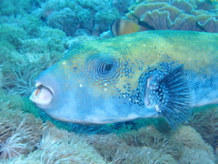 Arothron caeruleopunctatus