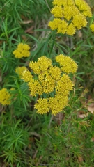 Cassinia aureonitens