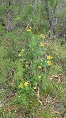 Cassinia aureonitens