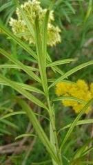 Cassinia aureonitens