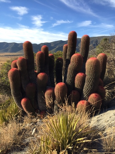 Ferocactus pilosus