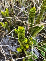 Veronica pauciramosa