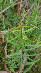 Cassinia aureonitens