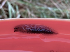 Pseudaneitea