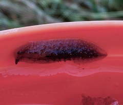 Pseudaneitea