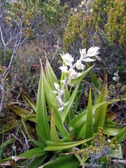 Milligania densiflora