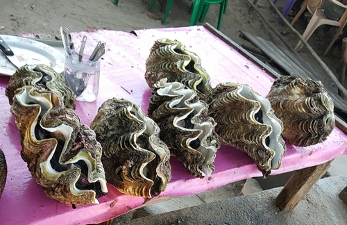 Tridacna elongatissima image