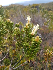 Orites revolutus