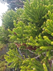 Athrotaxis selaginoides