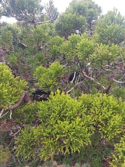 Athrotaxis selaginoides