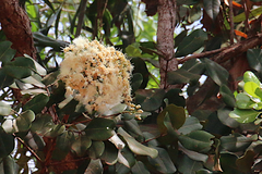 Syzygium forte