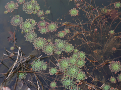 Ludwigia sedoides