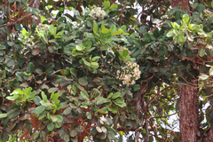 Syzygium forte