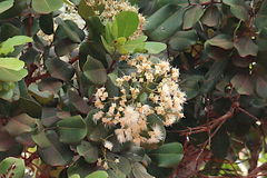 Syzygium forte