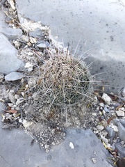 Coryphantha neglecta
