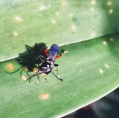 Liris subtessellatus