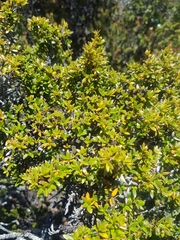 Coprosma nitida
