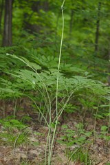 Traubensilberkerze (Actaea racemosa): Herkunft und Verwendung — Foto 3