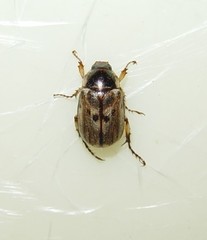 Anomala undulata