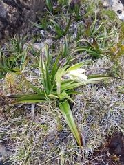 Milligania densiflora