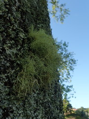 Usnea dasaea