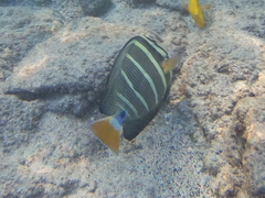 ヒレナガハギ