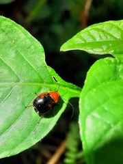 Hemithyrsocera palliata