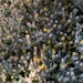 Helichrysum asperum albidulum - Photo (c) Troos van der Merwe, algunos derechos reservados (CC BY-NC), uploaded by Troos van der Merwe