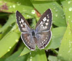 Leptotes plinius plinius