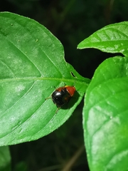 Hemithyrsocera palliata