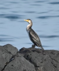 Phalacrocorax carbo